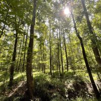 Hunting and Recreation Tract In The Heart of The Blackbelt images 1