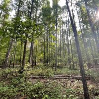 Hunting and Recreation Tract In The Heart of The Blackbelt images 4