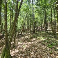 78 Acres in Wilkinson County in Crosby MS images 3