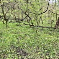 Labelle Rd. Fayette County - 200 acres images 3
