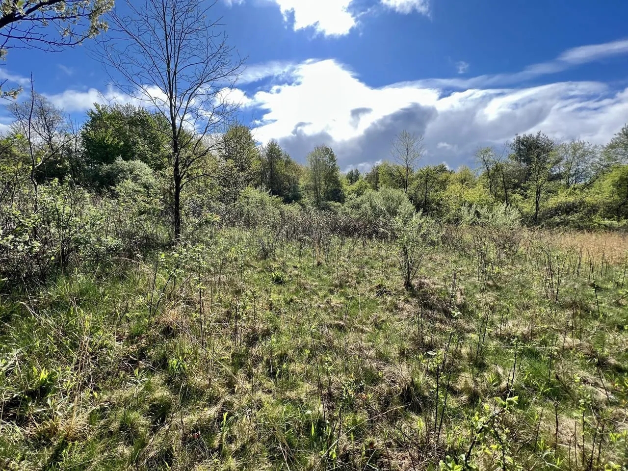 Labelle Rd. Fayette County 200 acres Hunting Land for Sale