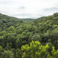 Current River 80 Acres images 3