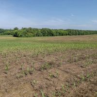 61.419 acres of Farm and Timber Land For Sale in Cabarrus County NC images 3
