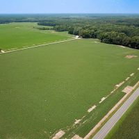 202 Acres of Farm and Hunting Land in Southampton Co VA images 2