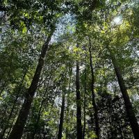 202 Acres of Farm and Hunting Land in Southampton Co VA images 4