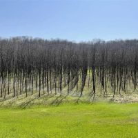 Black Walnut Plantation For Sale in Ohio County IN has great future income potential with excellent recreation.