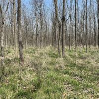 Black Walnut Plantation For Sale in Ohio County IN has great future income potential with excellent recreation. images 2
