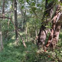 Repp Rd. Plum Boro - 13.5 acres images 4