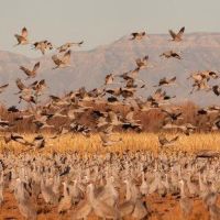 Bernardo WMA - 1,675 acres for hunting Duck in Socorro, NM