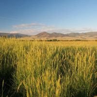 Elk Flats on Tomichi Creek images 4