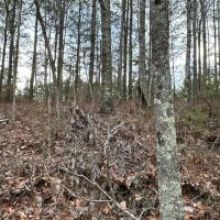 80 AC Treat Mountain Road images 4