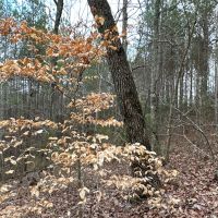 80 AC Treat Mountain Road images 5