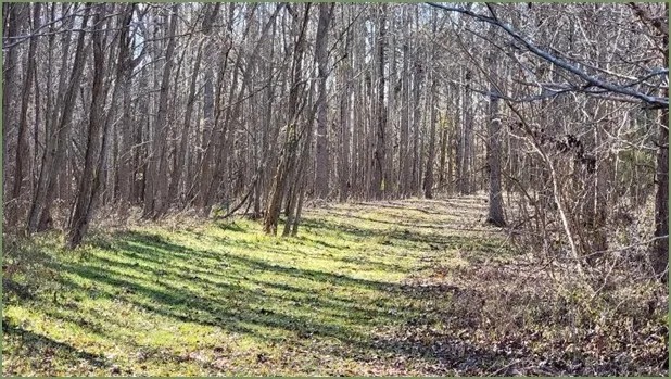 40 Acres in Catahoula Parish in Clayton LA featured image