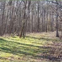 40 Acres in Catahoula Parish in Clayton LA