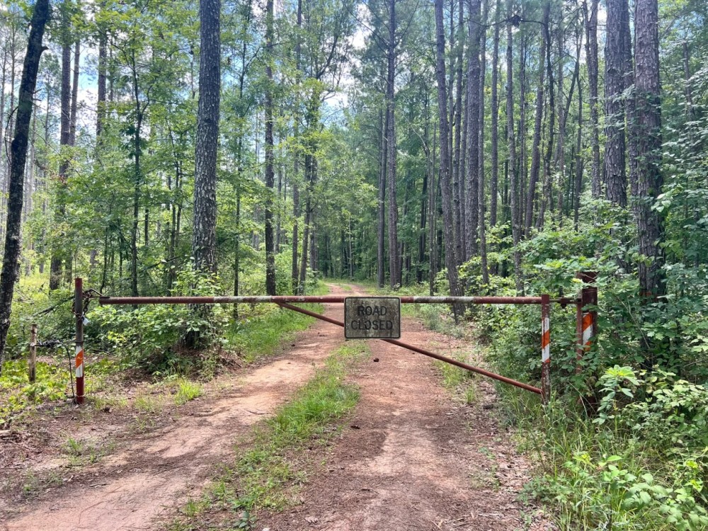 9 Acres with a Cabin in Jasper County MS featured image