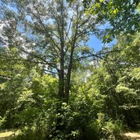 9 Acres with a Cabin in Jasper County MS images 2