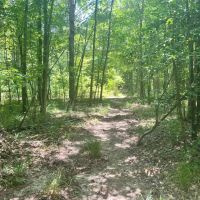 9 Acres with a Cabin in Jasper County MS images 4
