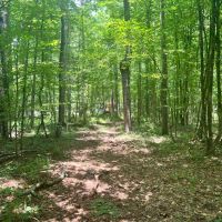 9 Acres with a Cabin in Jasper County MS images 5