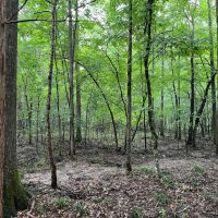 Styles Ranch Rd Jackson Parish 33 Acres - images 2