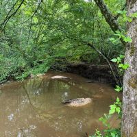 Styles Ranch Rd Jackson Parish 33 Acres - images 3