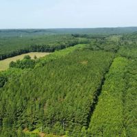 White Oak Property