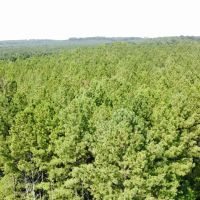 White Oak Property images 4