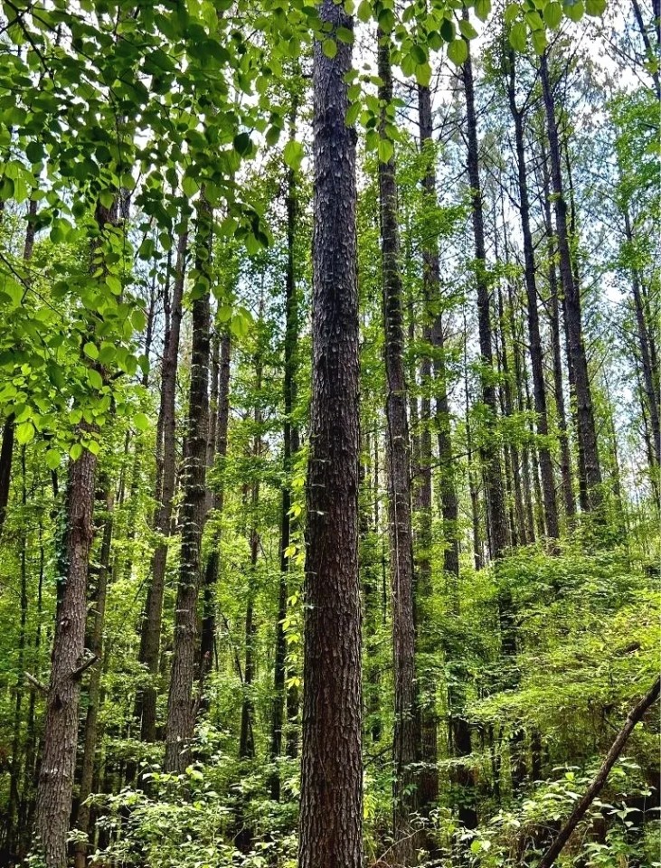 165 Acres in Attala County in Goodman MS featured image