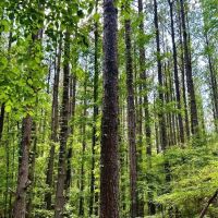 165 Acres in Attala County in Goodman MS