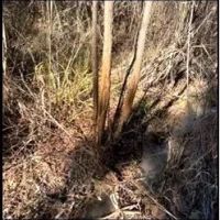 165 Acres in Attala County in Goodman MS images 3
