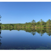 285 Acre Hunting Lease Appling County, Ga
