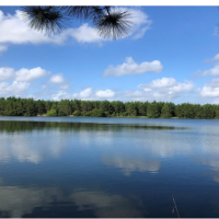 205 Acres, Wayne County, Ga