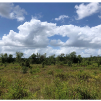 263 Acre, Appling County, Ga