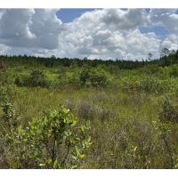 754 Acres, Appling County, Ga