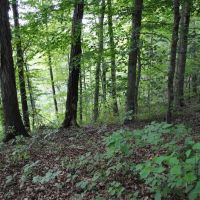 Jennings County 2.4 acre Hideaway images 3