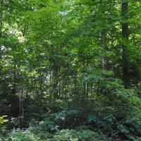 Jennings County 2.4 acre Hideaway images 4