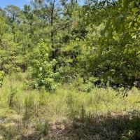 10 Acres in Bakerhill AL images 2