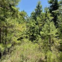10 Acres in Bakerhill AL images 3