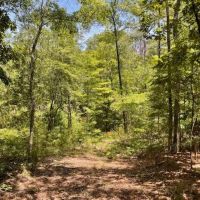 10 Acres in Bakerhill AL images 4