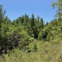 10 Acres in Bakerhill AL images 5