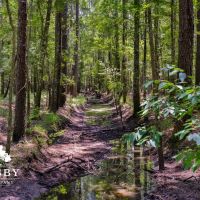 Old Chelsea Hazard Creek images 4