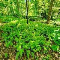 70.52 - Unrestricted Acre Nearly Surrounded by U.S. Forest Service images 3