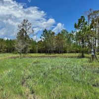 ONLINE AUCTION - 10.38 acres of Waterfront Land for Sale in Hyde County NC images 2