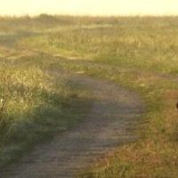 Prairie Chicken WMA - 21,621 acres for hunting Deer in Roosevelt, NM