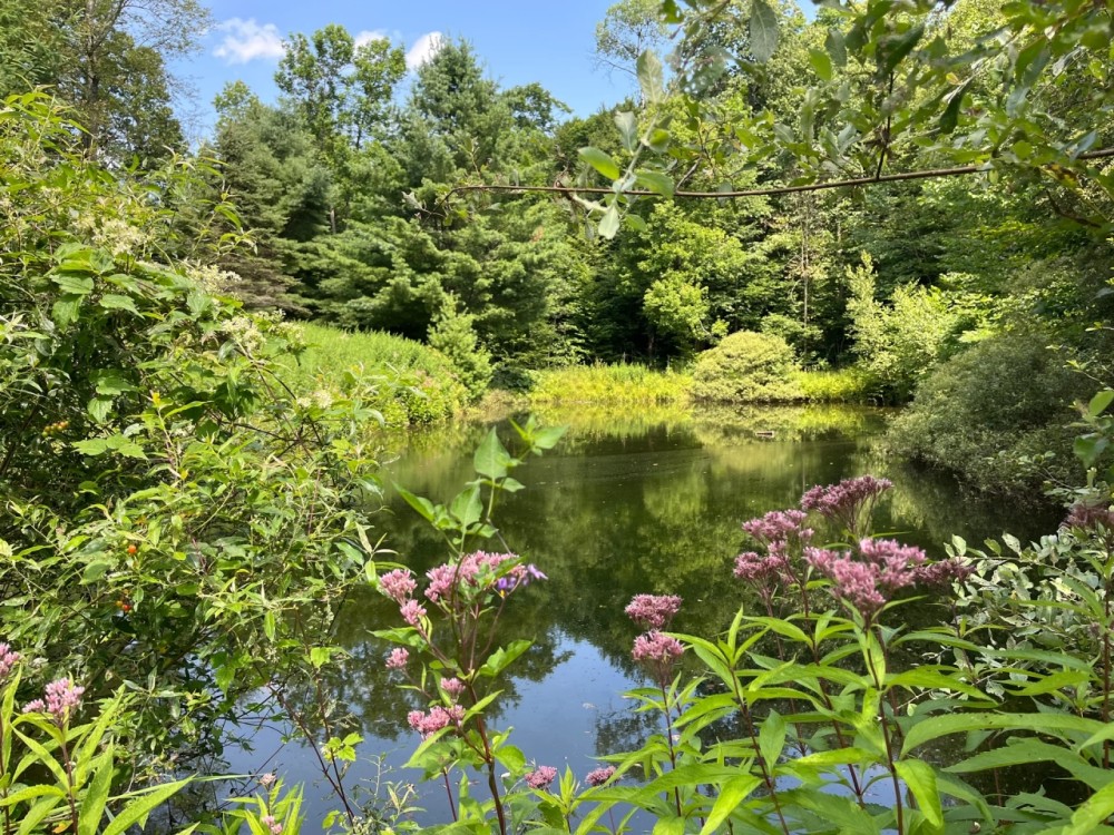 41 acre Wood Country Acreage Near State Land Pitcairn NY featured image