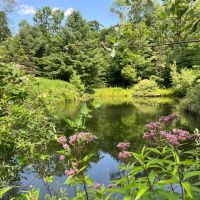 41 acre Wood Country Acreage Near State Land Pitcairn NY