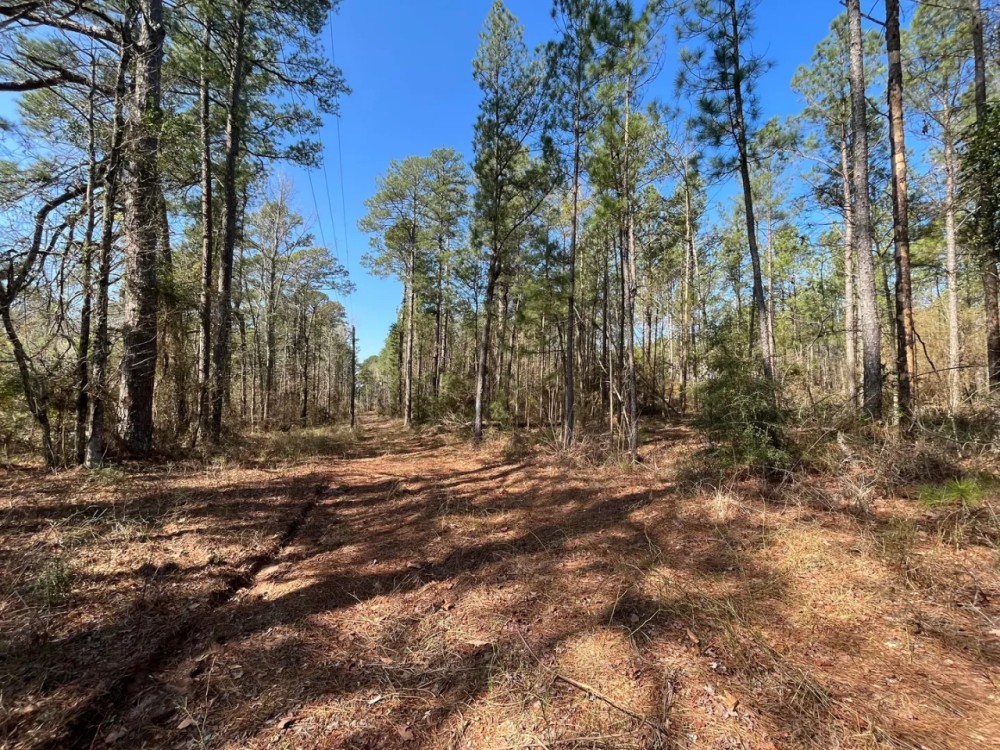 40.6 Acres in Bienville Parish LA featured image
