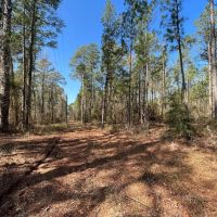 40.6 Acres in Bienville Parish LA