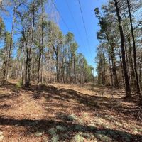 40.6 Acres in Bienville Parish LA images 2