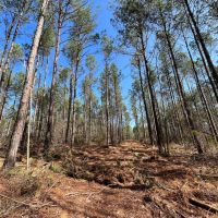 40.6 Acres in Bienville Parish LA images 3
