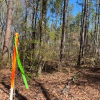 40.6 Acres in Bienville Parish LA images 4